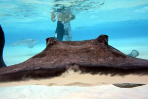Stingray city sandbar
