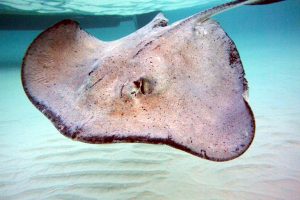 Stingray City Sandbar grand cayman