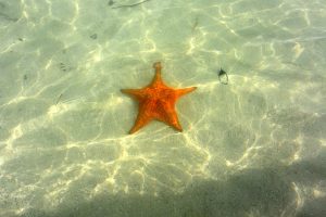 Starfish beach cayman 5